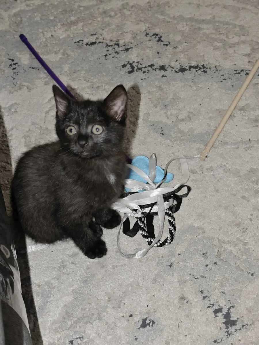 Female Kitten - Image 2