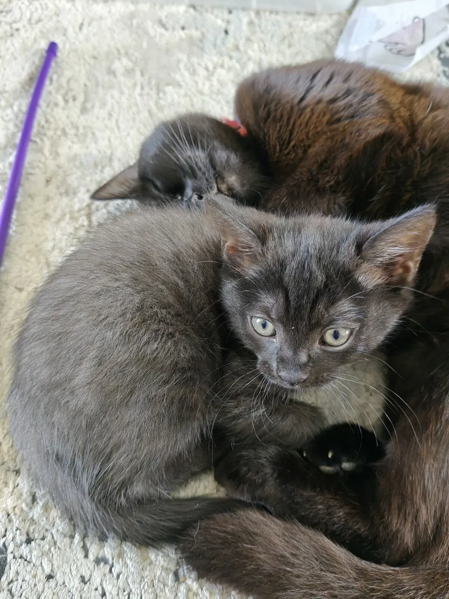 Female Kitten - Image 3