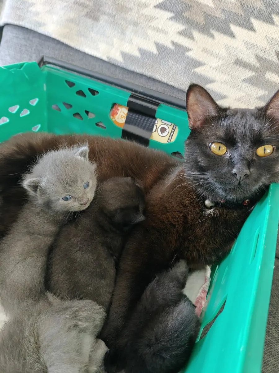 Female Kitten - Image 4