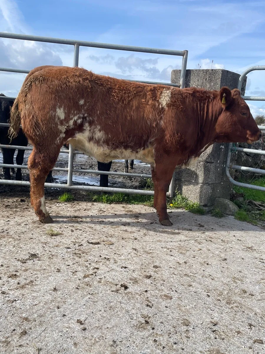 Super Roan Breeding Heifer - Image 1