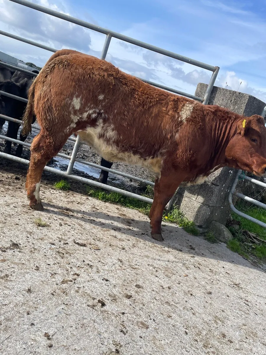 Super Roan Breeding Heifer - Image 2