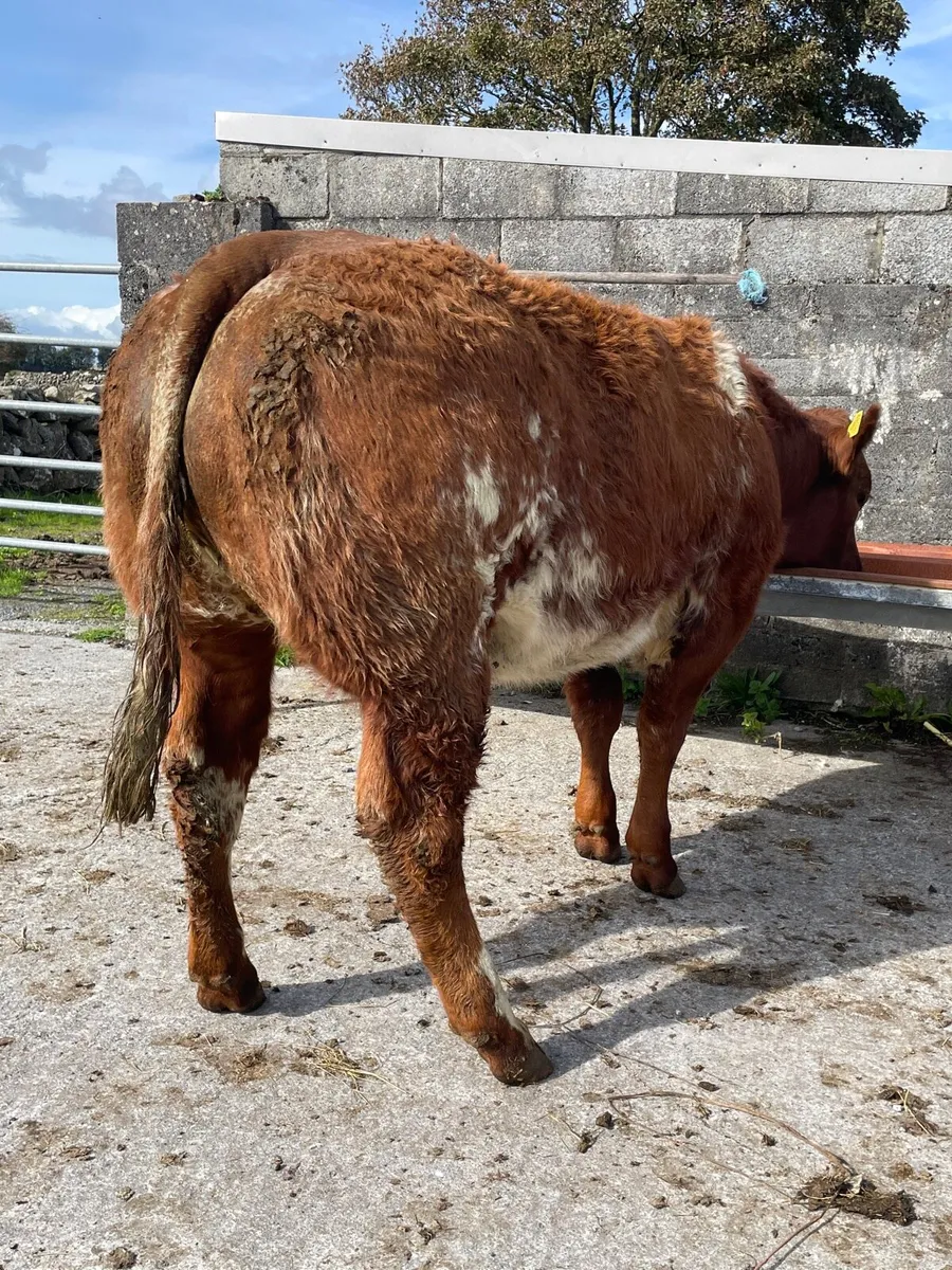 Super Roan Breeding Heifer - Image 3
