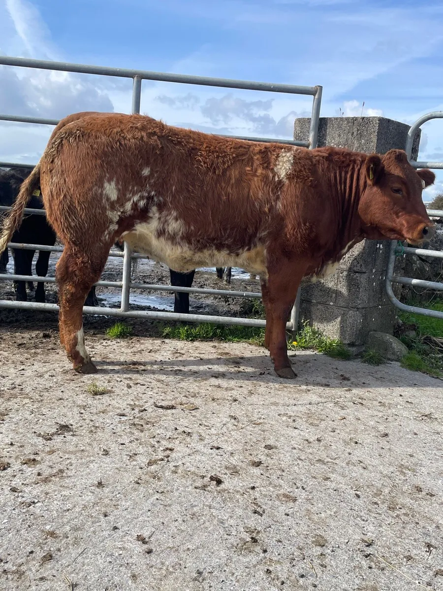 Super Roan Breeding Heifer - Image 4