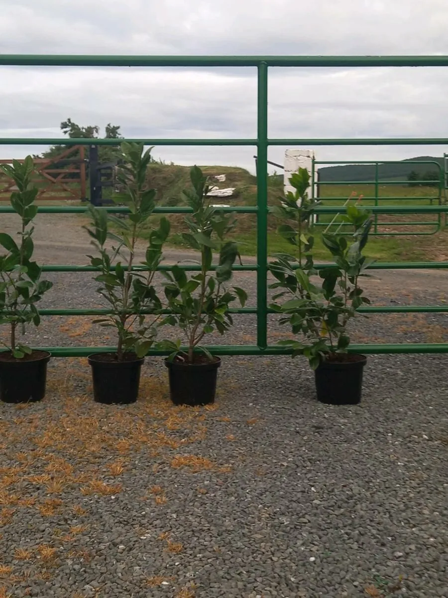 Hedging plants - Image 2