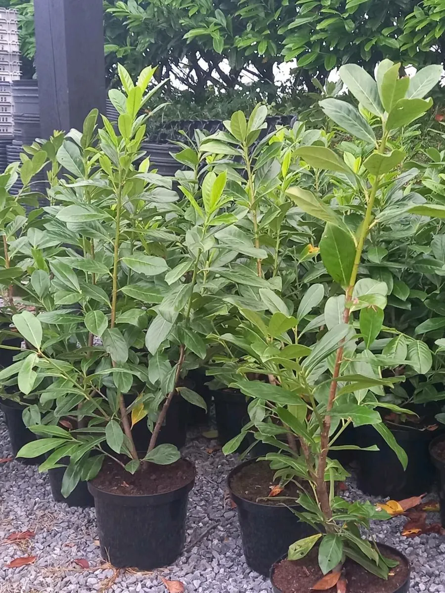 Hedging plants - Image 3