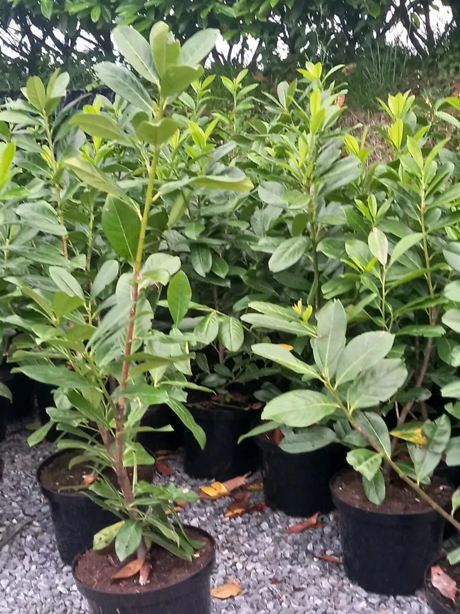 Hedging plants - Image 4