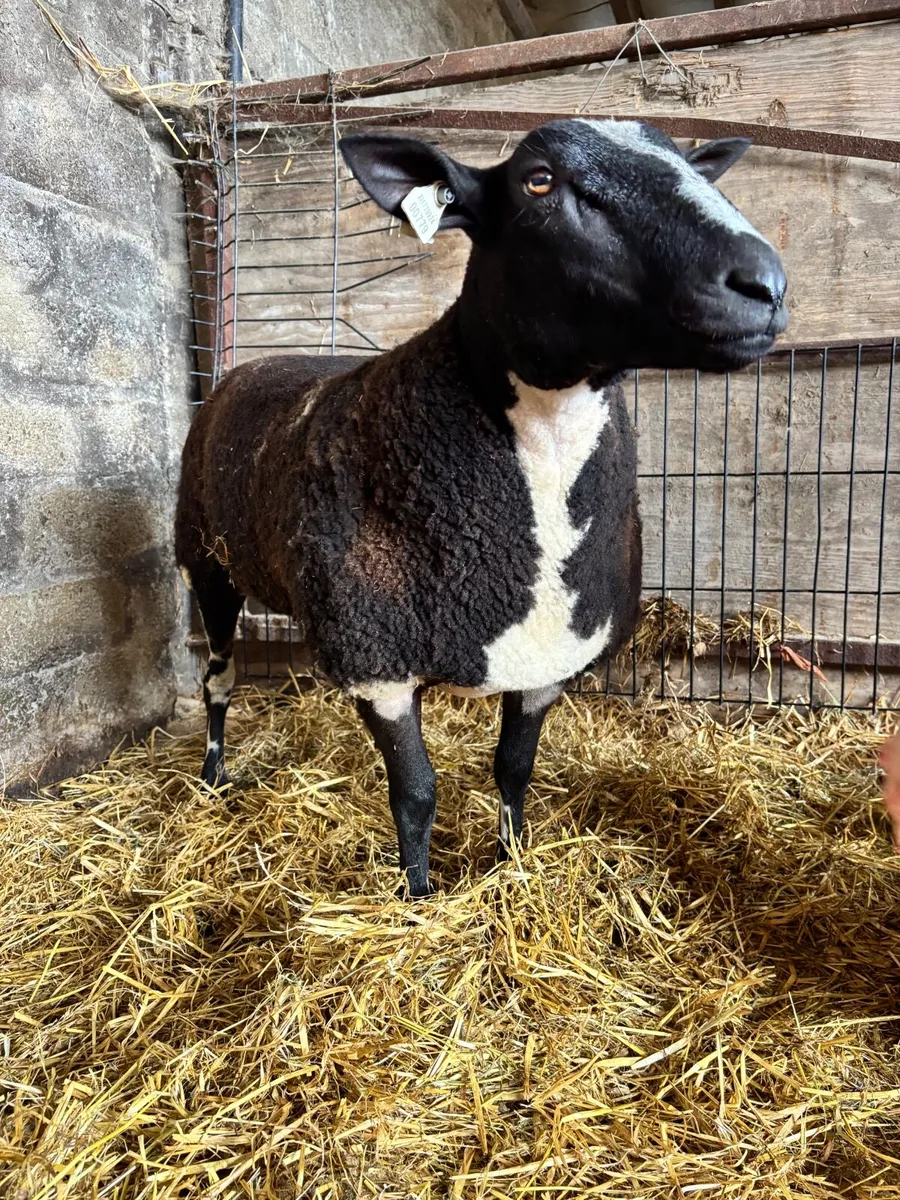 Dutch spotted  ewe lambs - Image 1