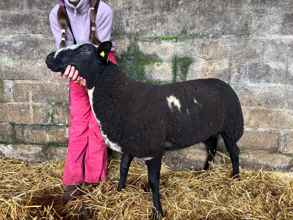 Dutch spotted  ewe lambs - Image 3