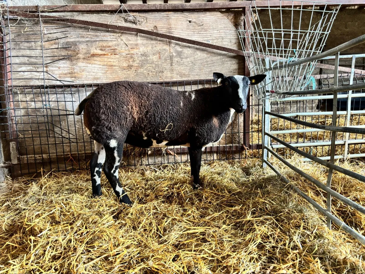 Dutch spotted  ewe lambs - Image 4
