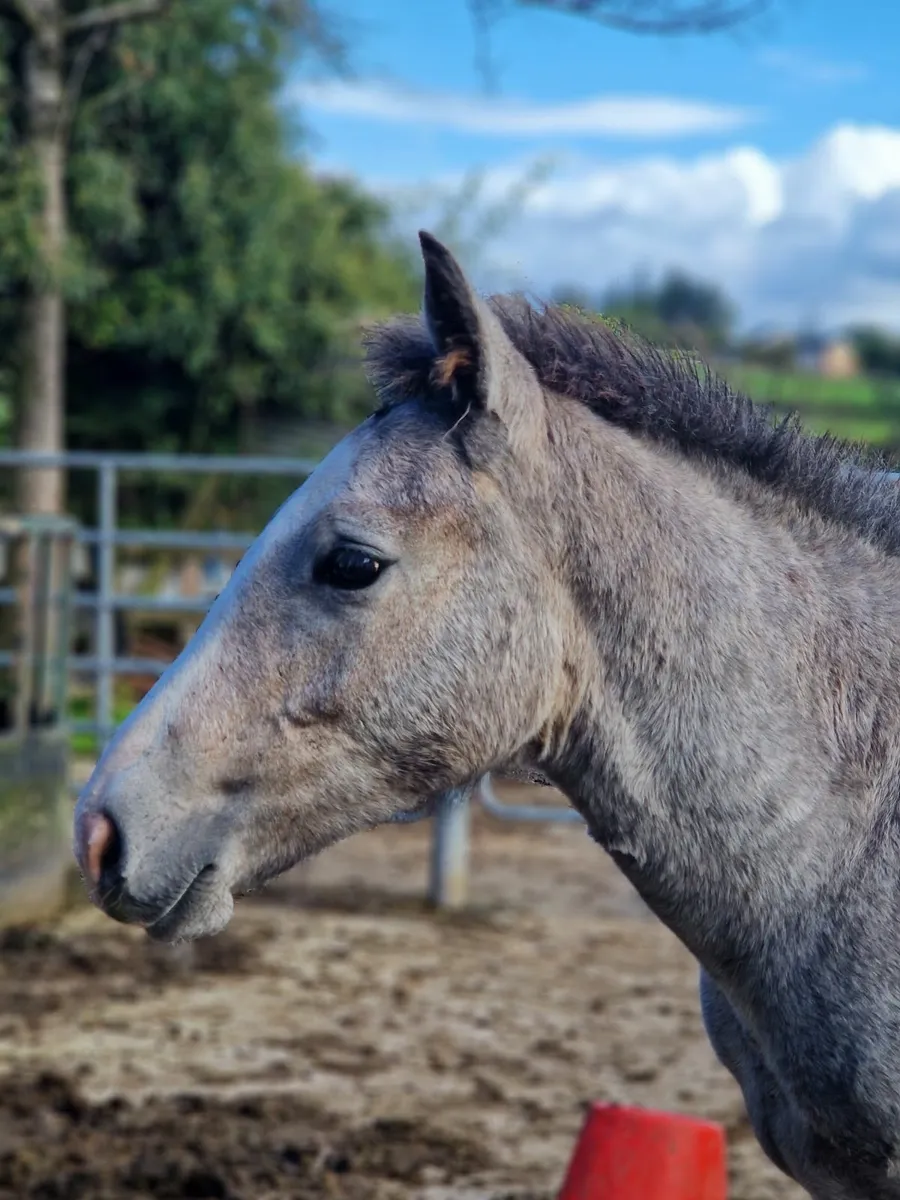Colt Foal Irish Draught - Image 4