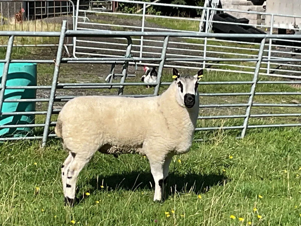 Pedigree and registered shearling Kerryhill ram. - Image 1