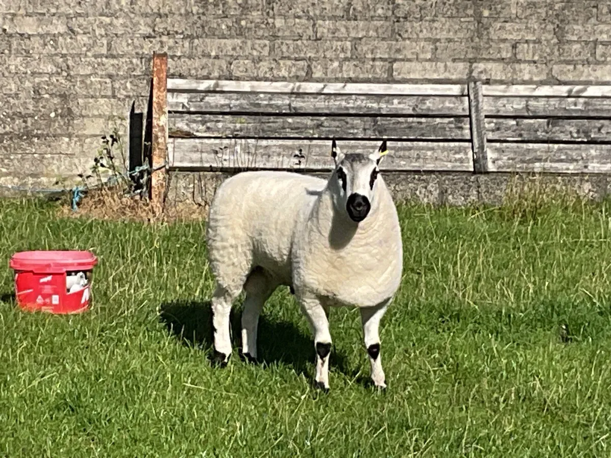 Pedigree and registered shearling Kerryhill ram. - Image 2