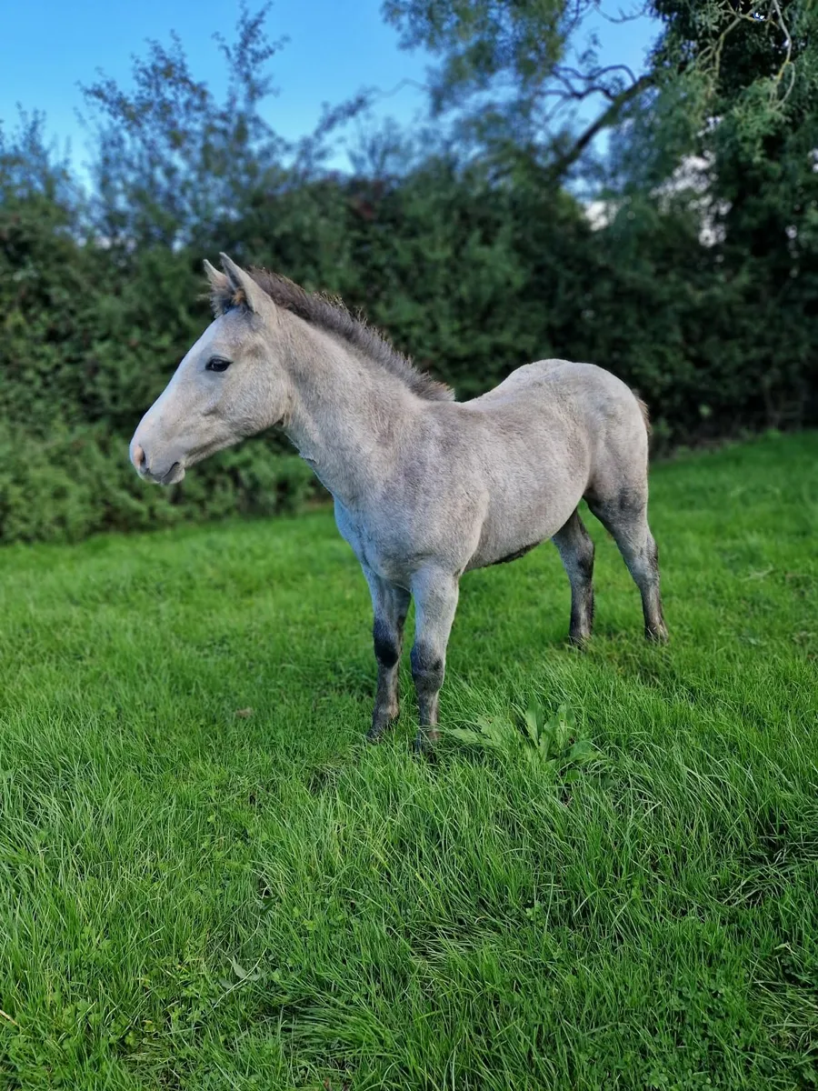 Colt Foal Irish Draught - Image 1