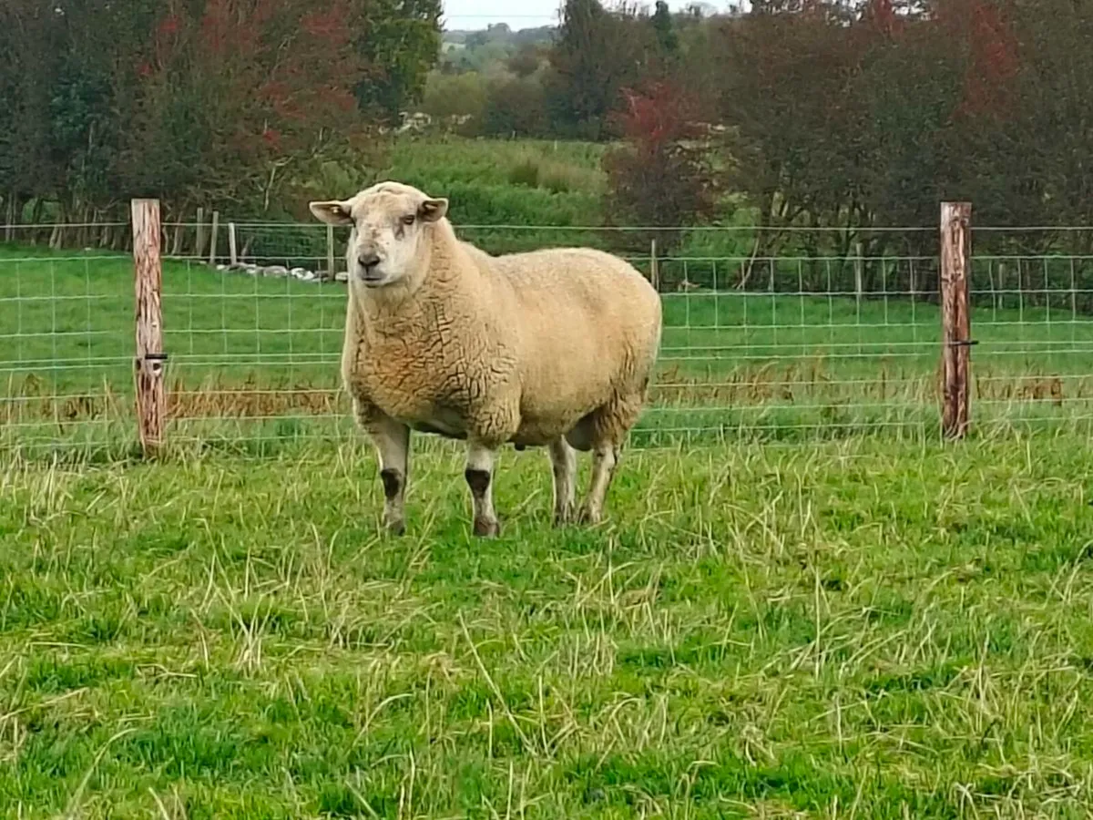 Sufclare hybrid Ram - Image 1