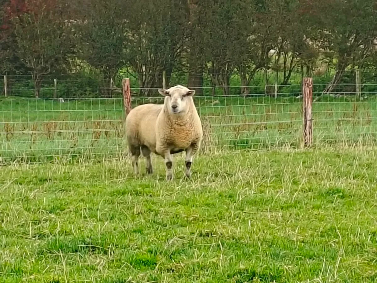 Sufclare hybrid Ram - Image 2