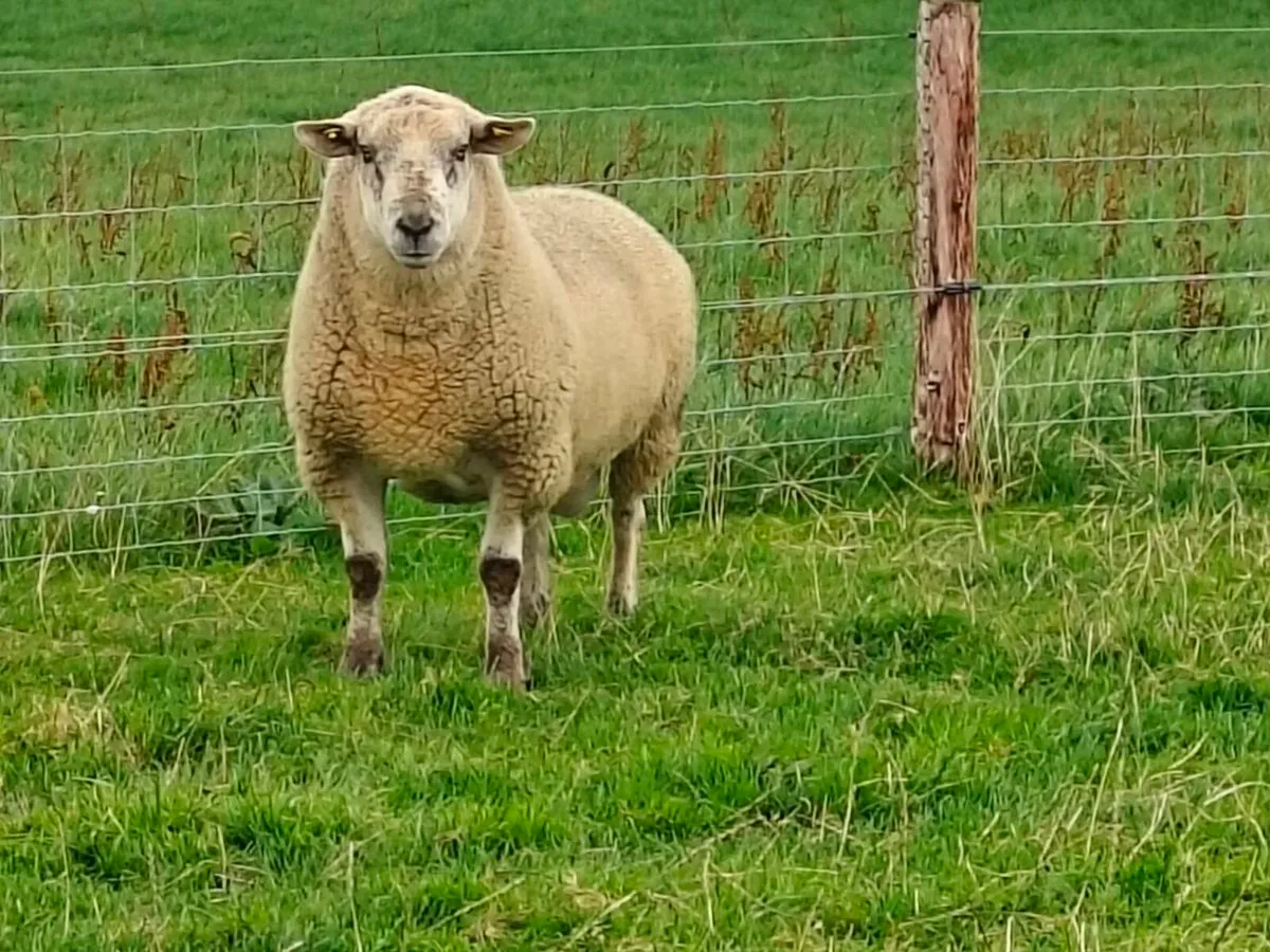 Sufclare hybrid Ram - Image 3