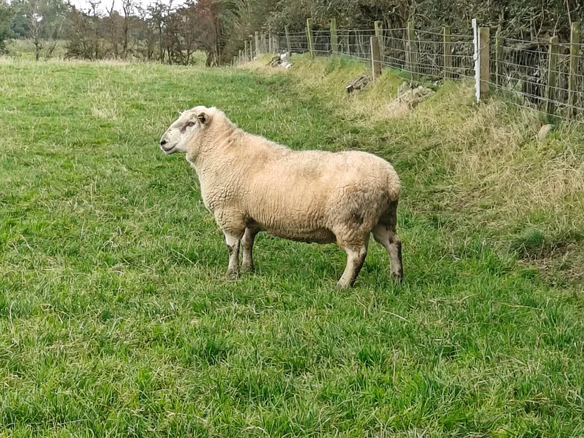 Sufclare hybrid Ram - Image 4