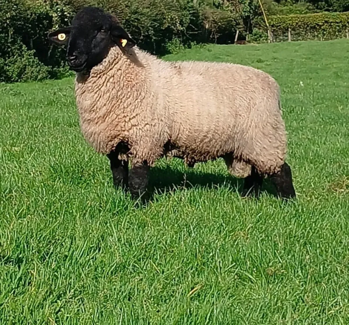 Suffolk Rams - Image 1