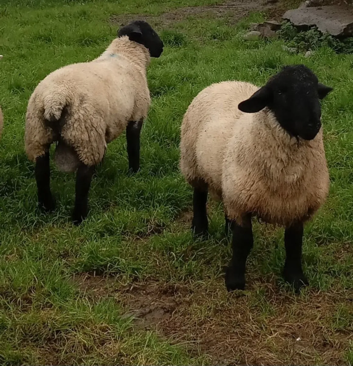 Suffolk Rams - Image 2
