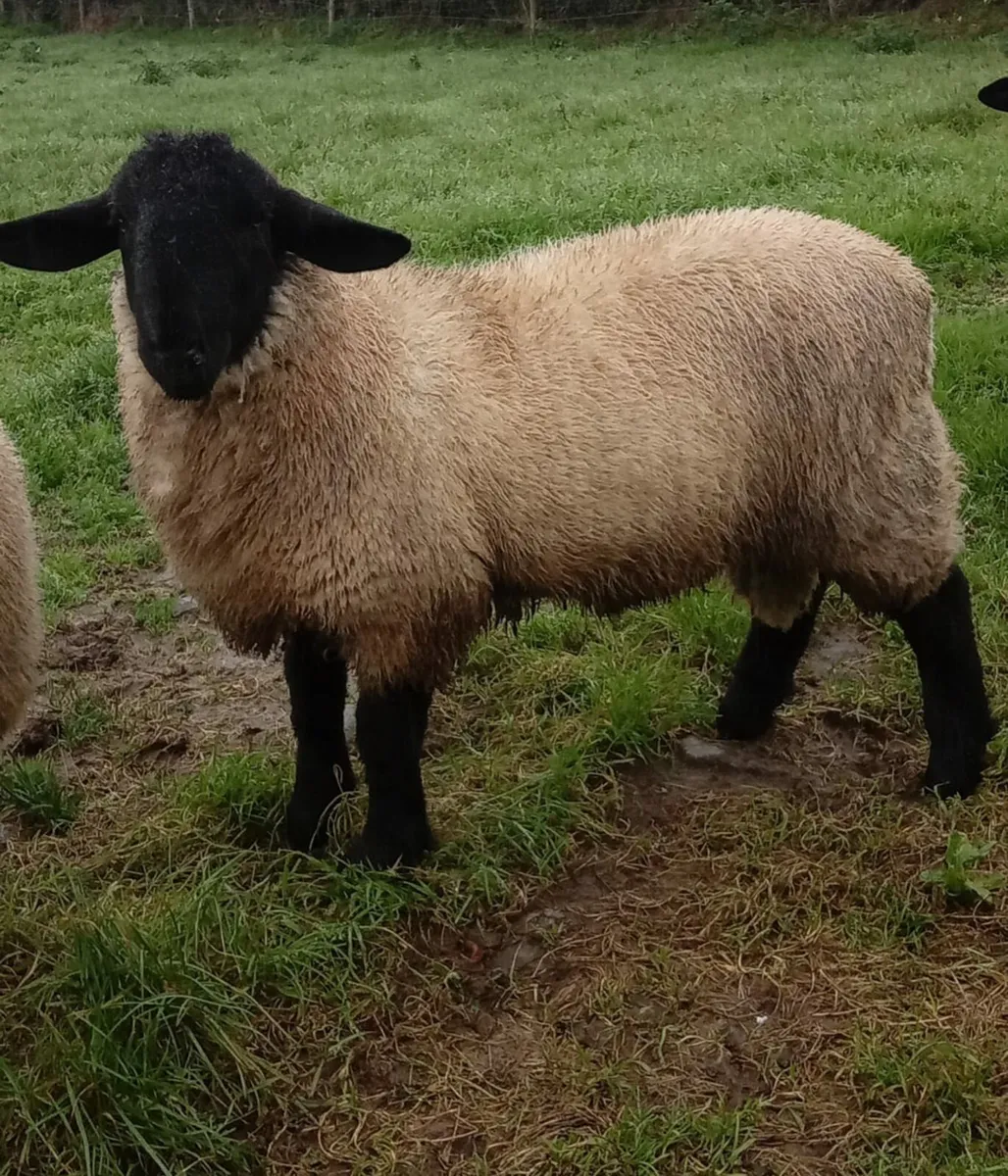Suffolk Rams - Image 3