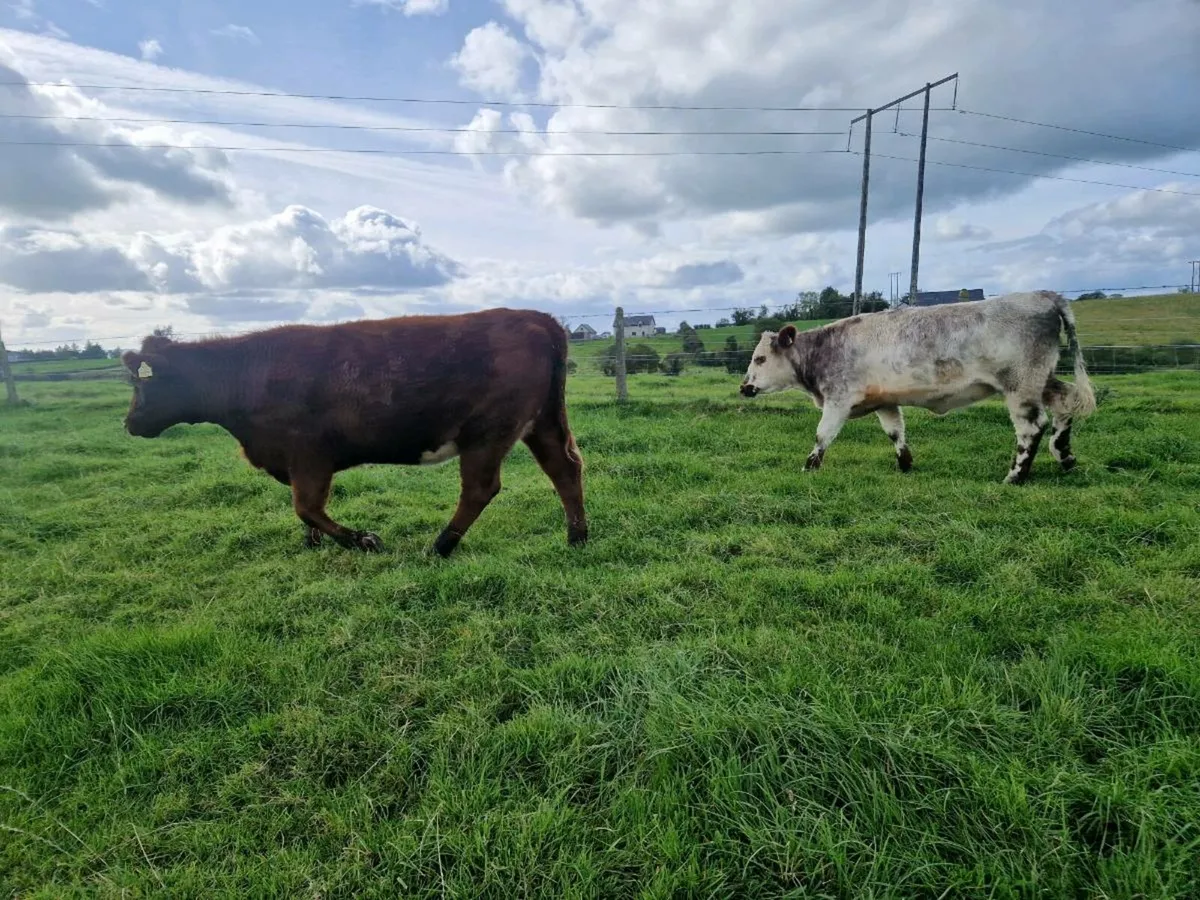 Roan Breeding Heifers - Image 1