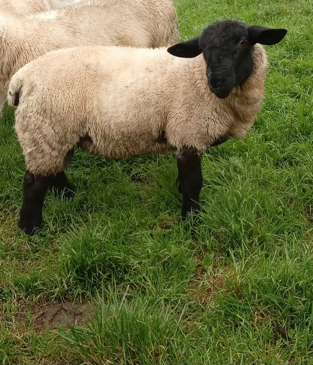 Suffolk Rams - Image 4