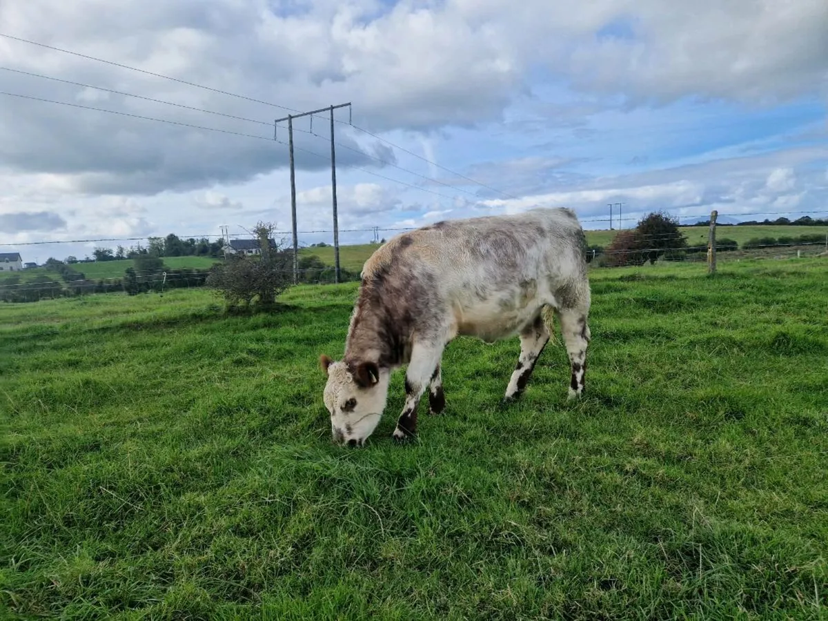 Roan Breeding Heifers - Image 2