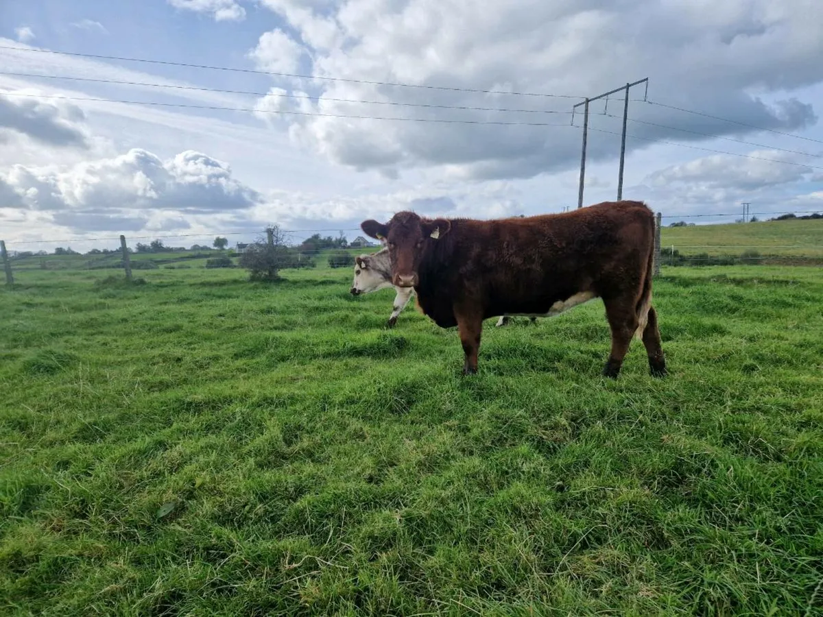 Roan Breeding Heifers - Image 3