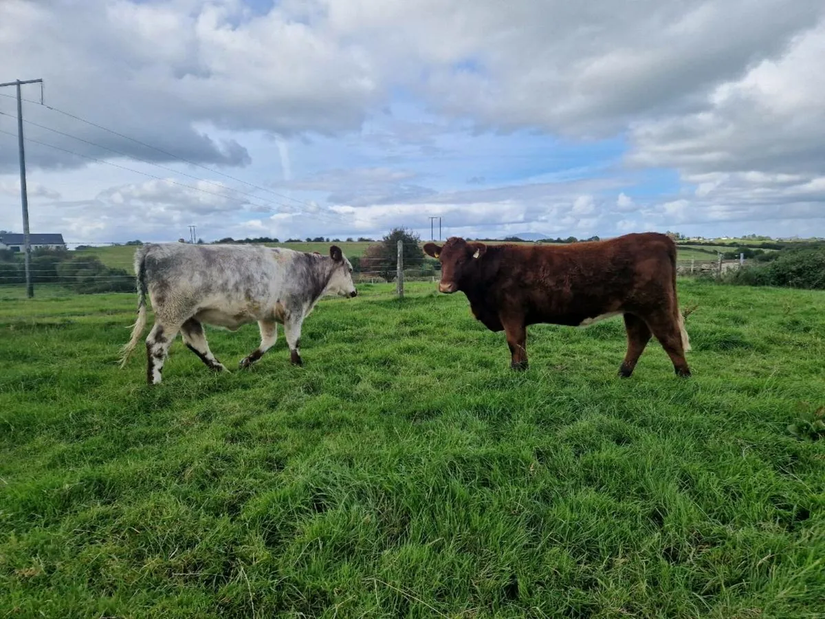Roan Breeding Heifers - Image 4