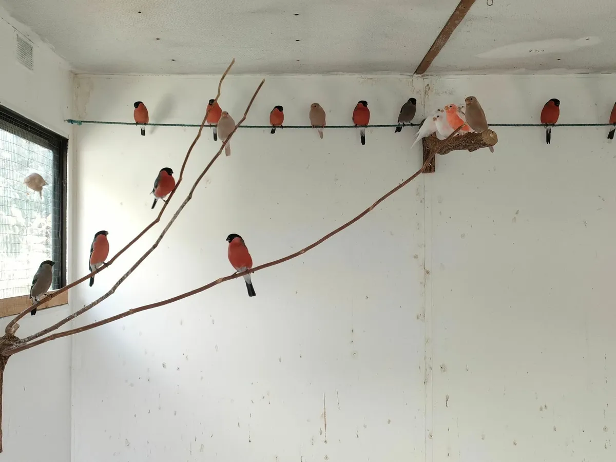 2025 Siberian Bullfinch - Image 1