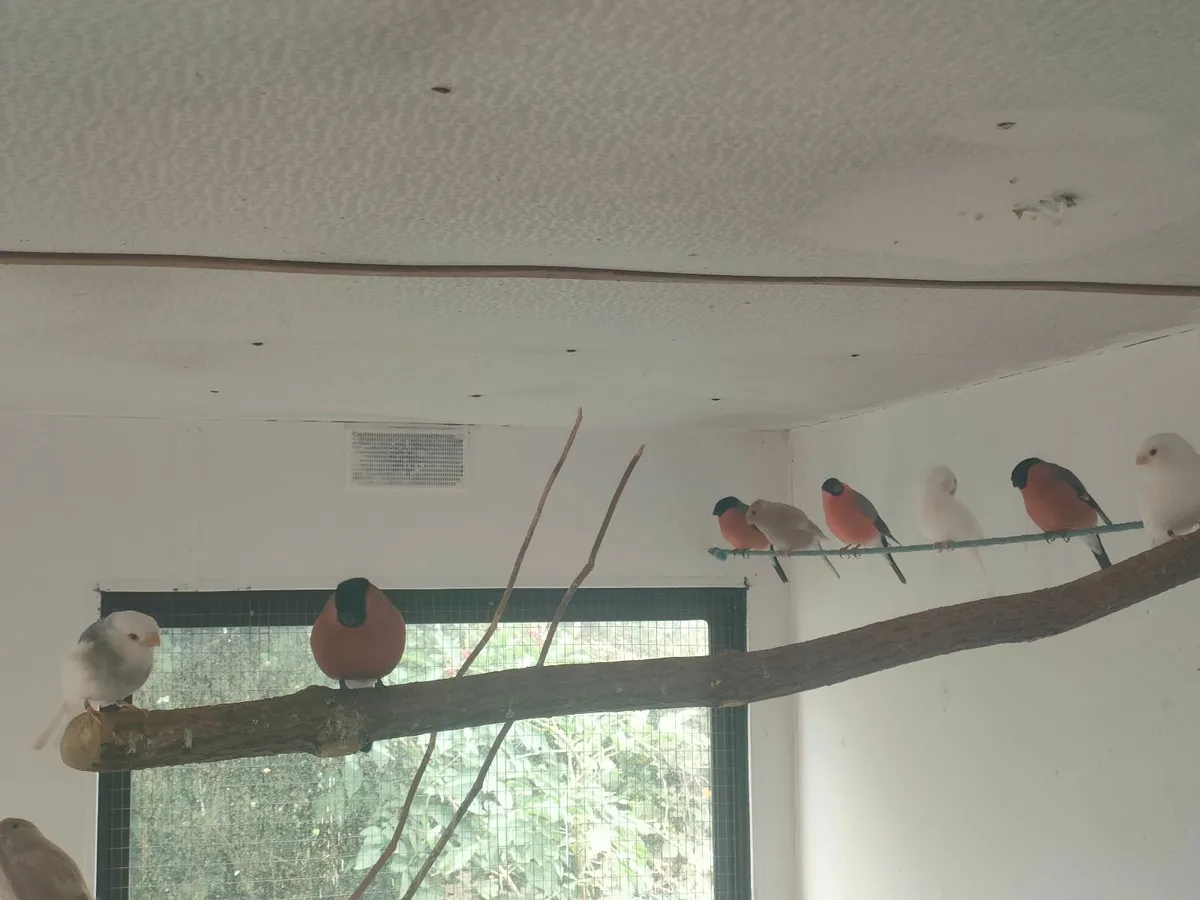 2025 Siberian Bullfinch - Image 2