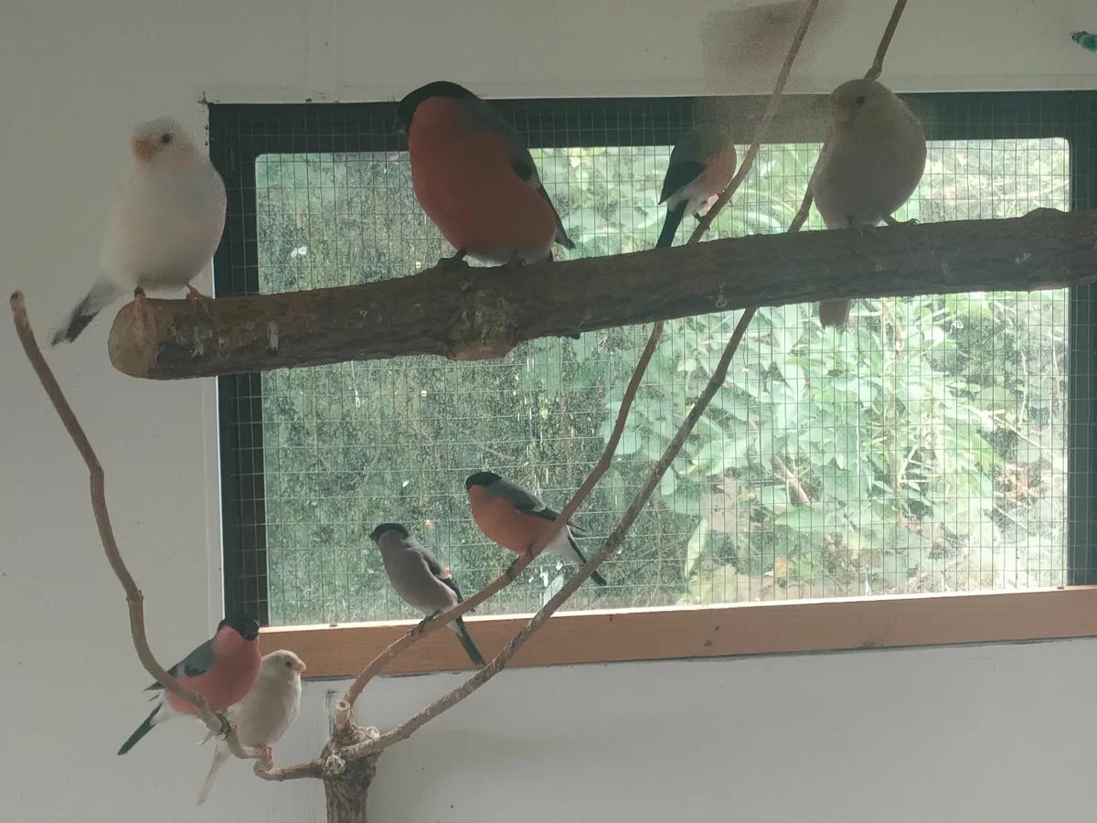 2025 Siberian Bullfinch - Image 3