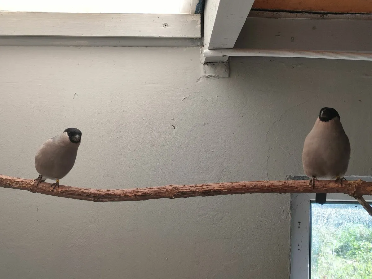 2025 Siberian Bullfinch - Image 4