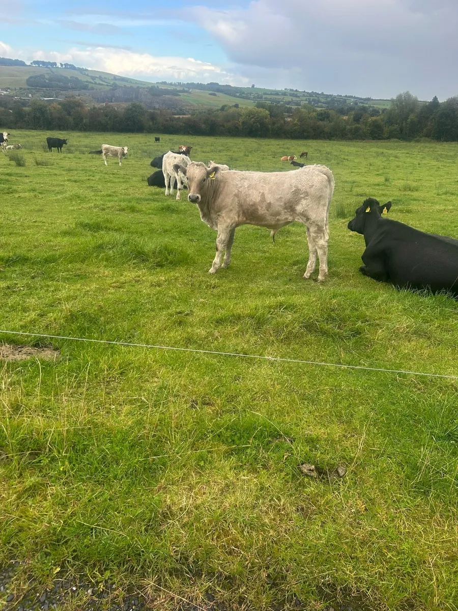 Bulls - Image 1