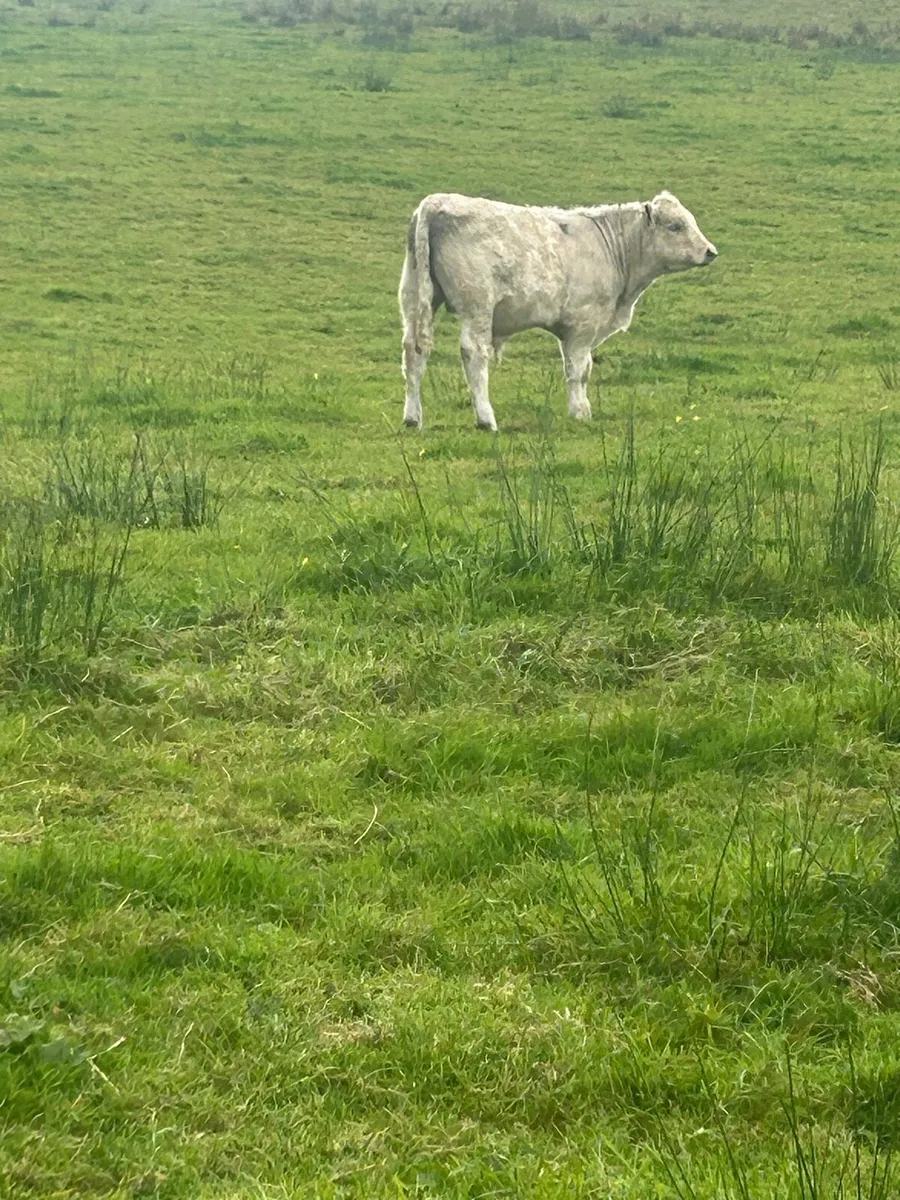 Bulls - Image 3
