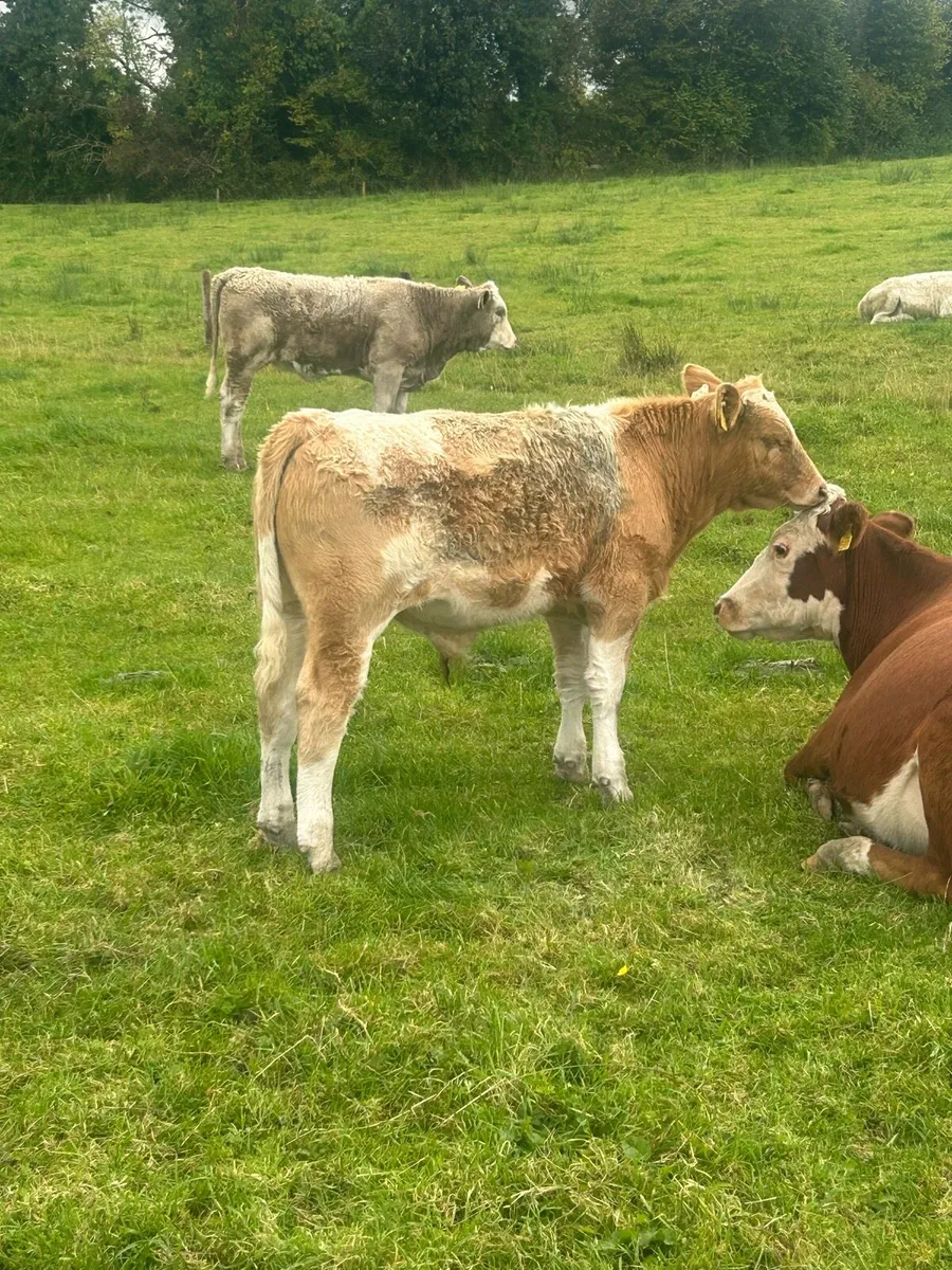 Bulls - Image 4
