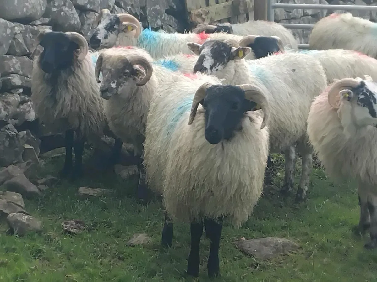 21 Ram Lambs - Image 2