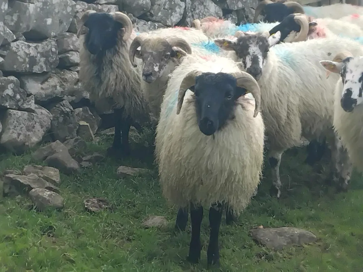 21 Ram Lambs - Image 3