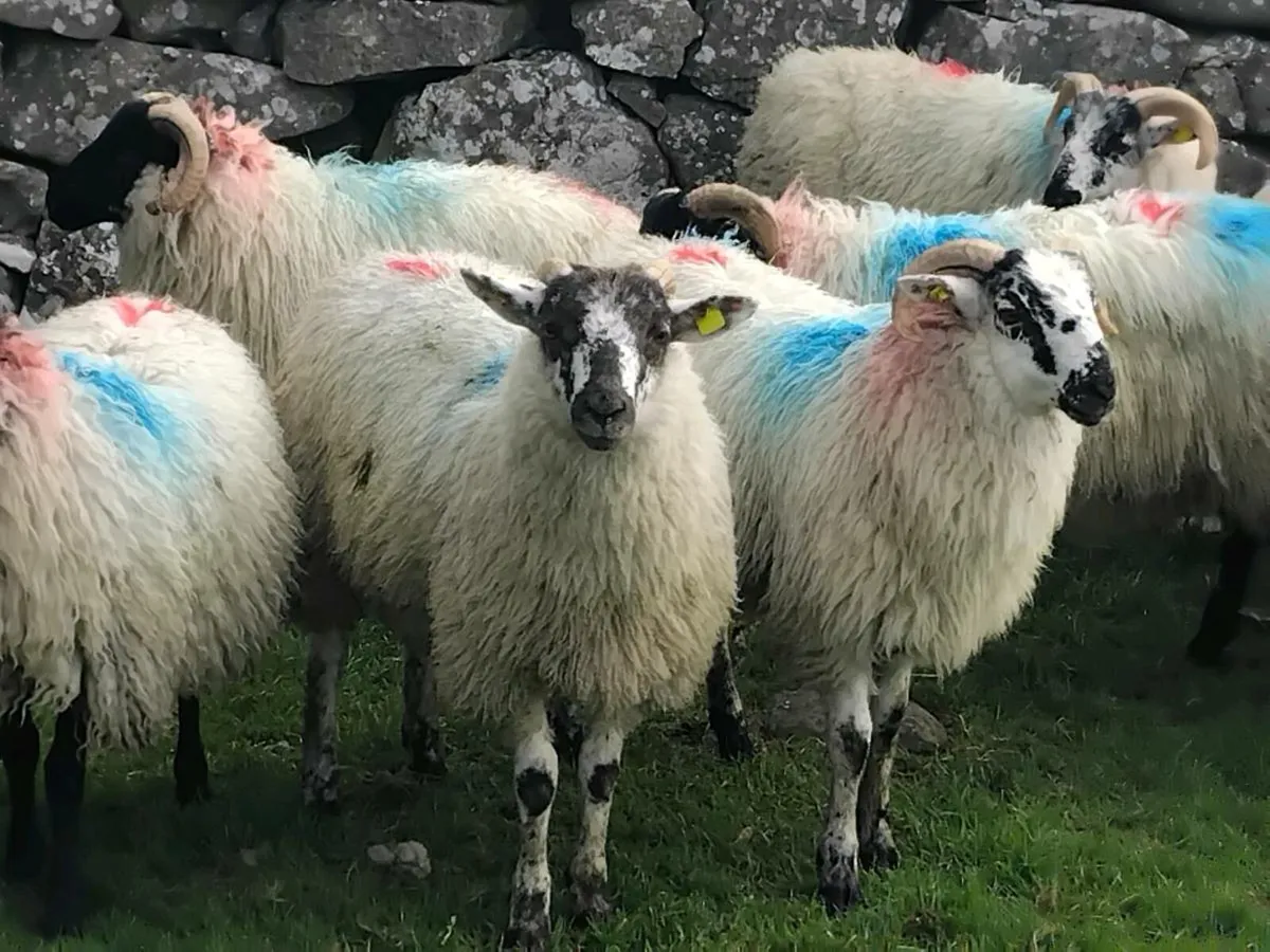 21 Ram Lambs - Image 4