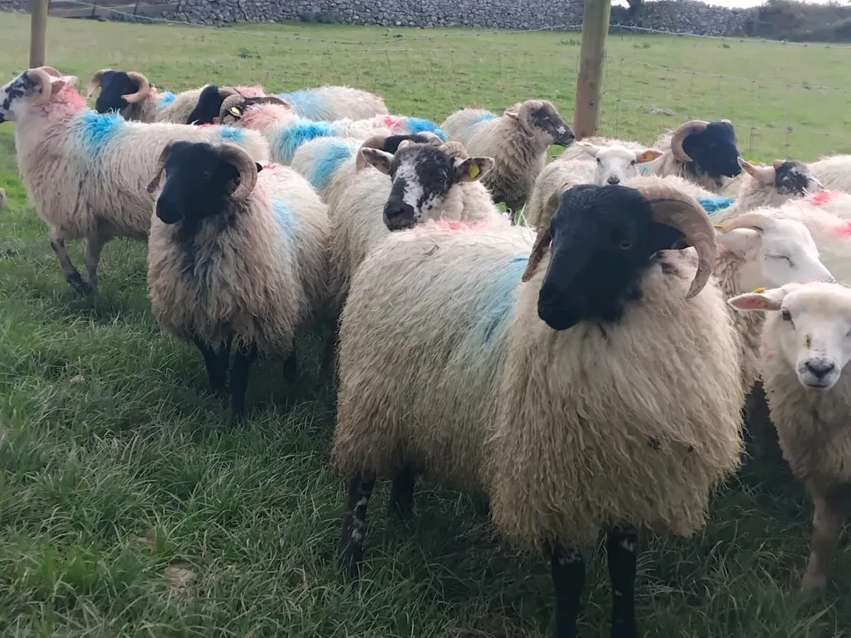 21 Ram Lambs - Image 1
