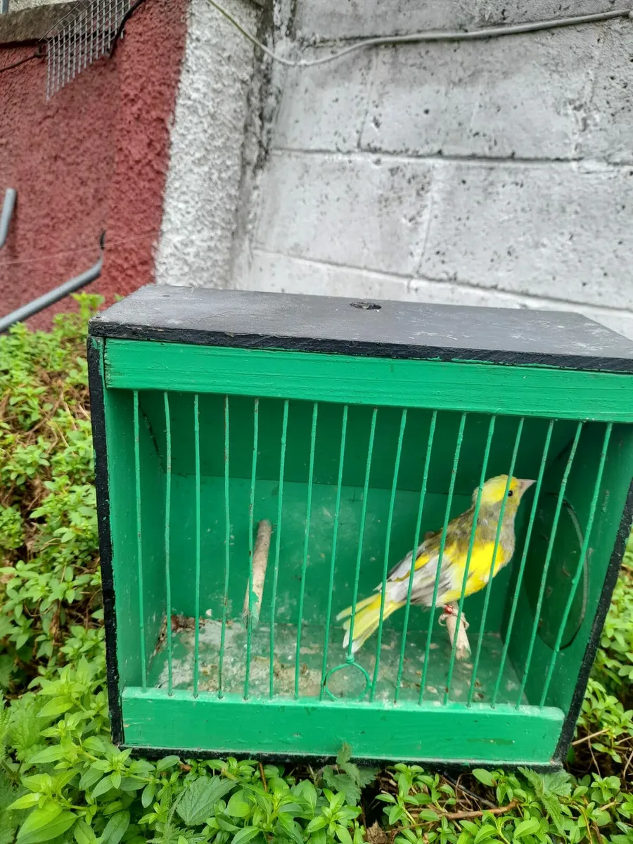 Birds - Image 2