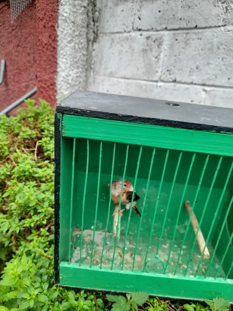Birds - Image 3