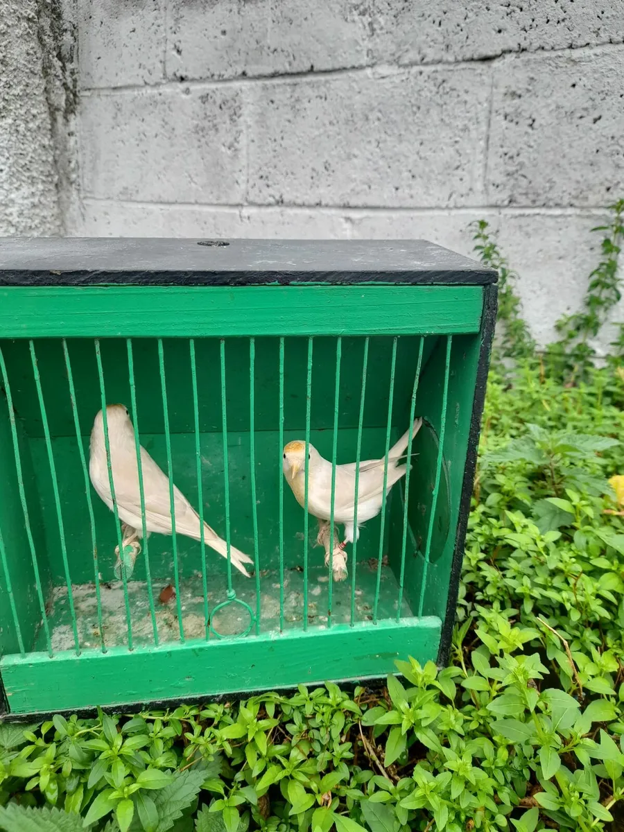 Birds - Image 1