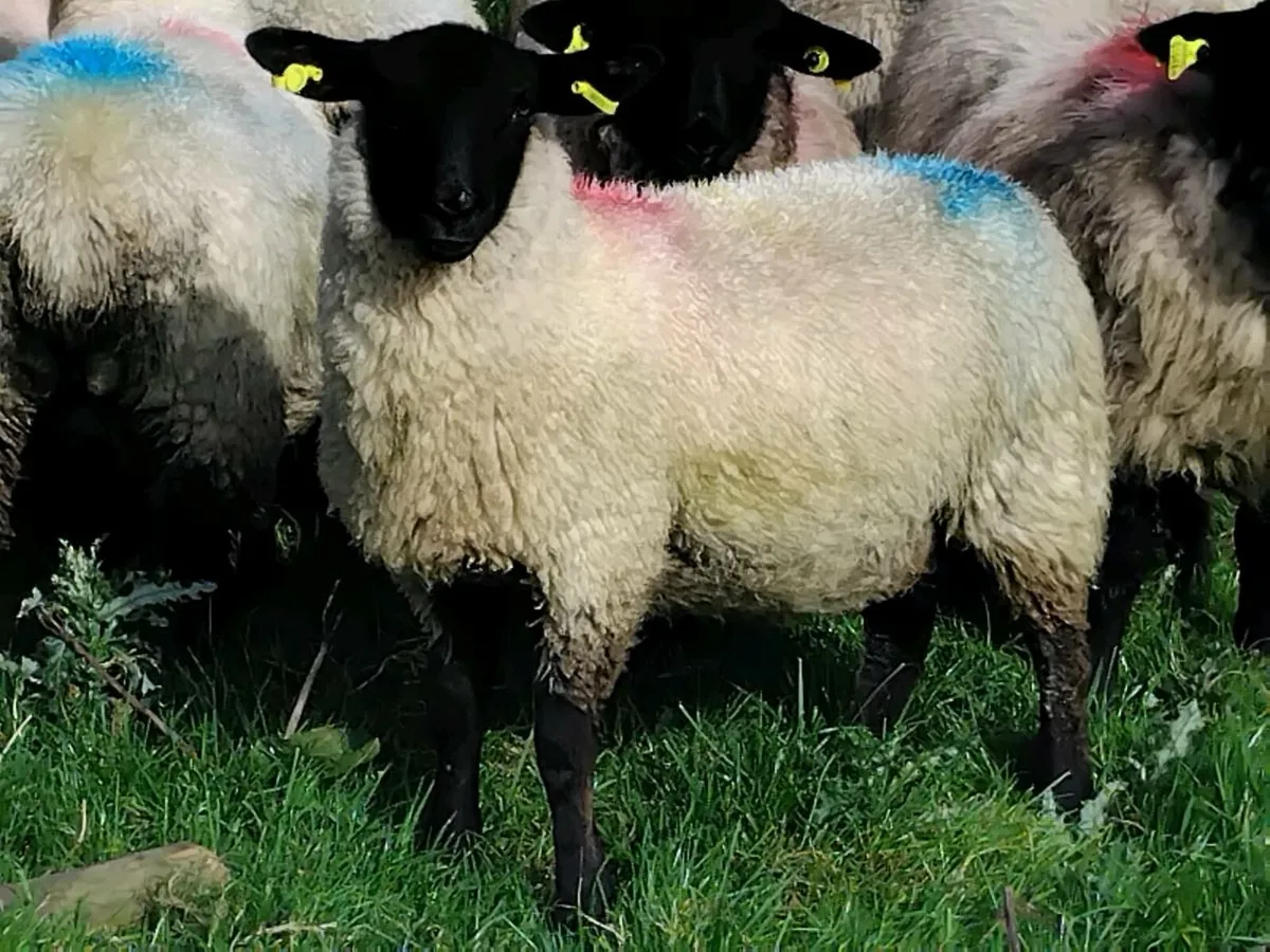 30 Super Suffolk Ewe Lambs - Image 2