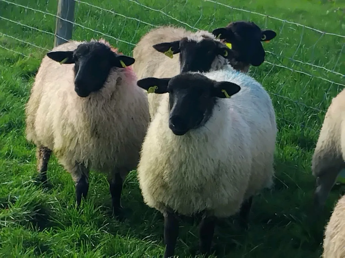 30 Super Suffolk Ewe Lambs - Image 3