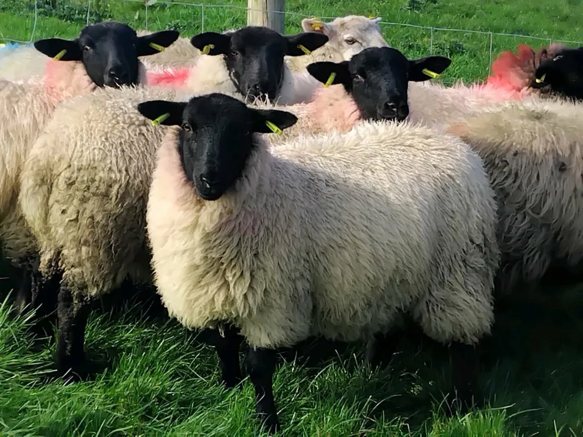 30 Super Suffolk Ewe Lambs - Image 4