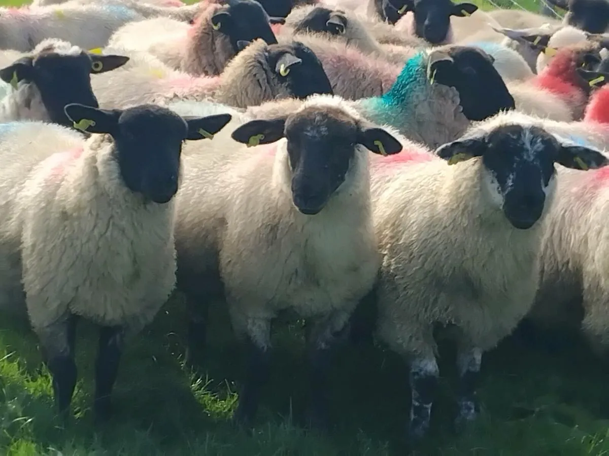 30 Super Suffolk Ewe Lambs - Image 1