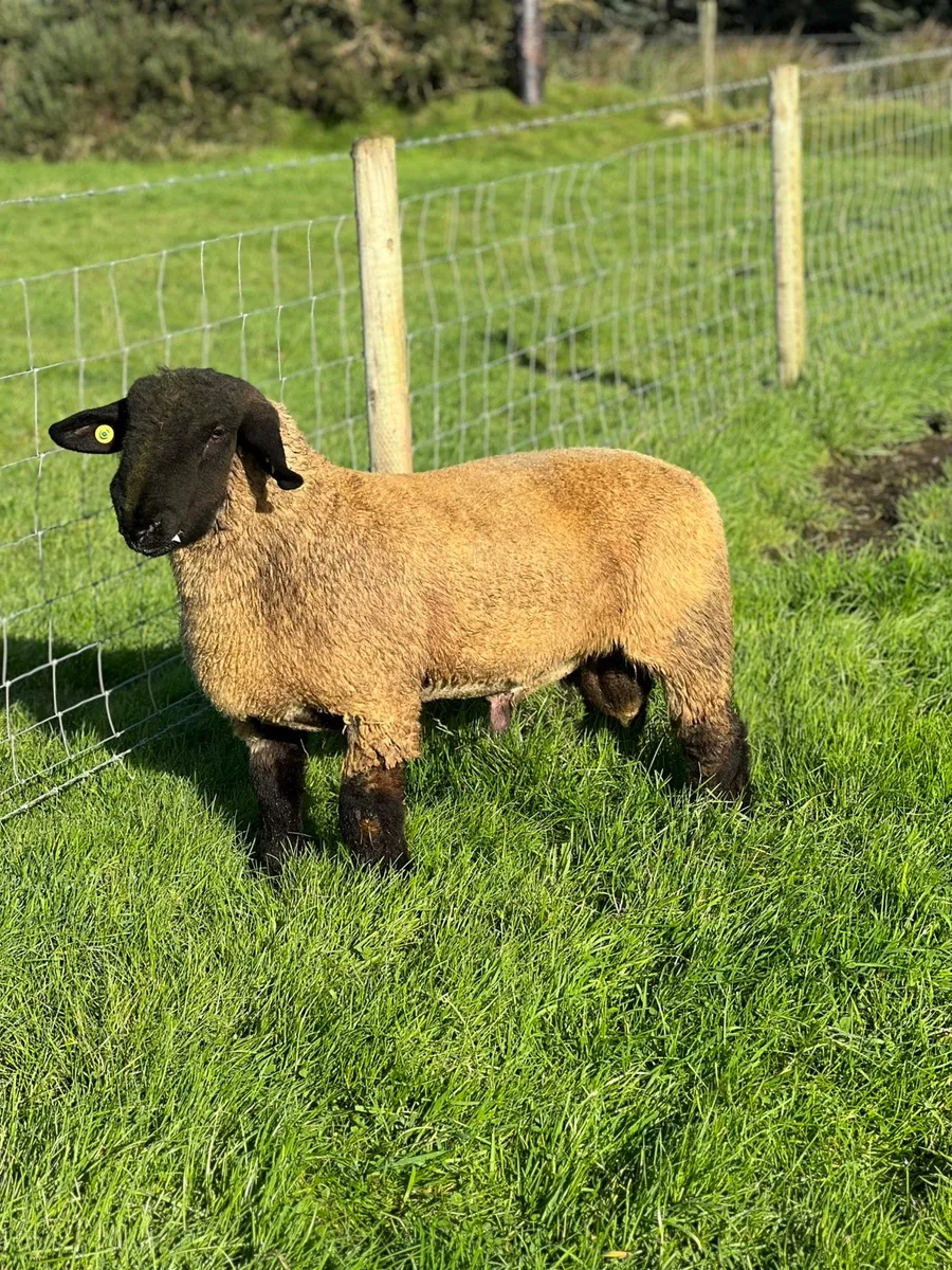 Suffolk ram lambs