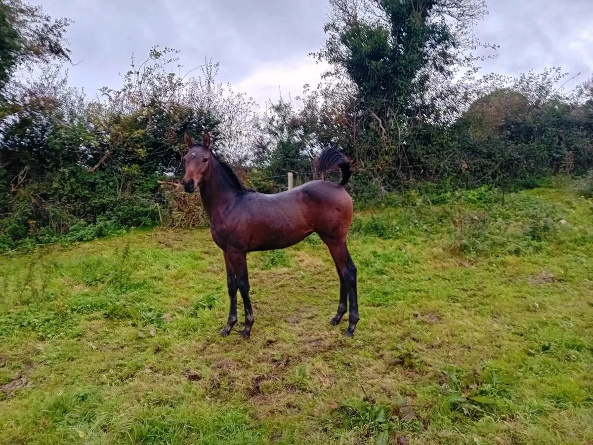 SIR JIM JIM FILLY FOAL FOR SALE - Image 1