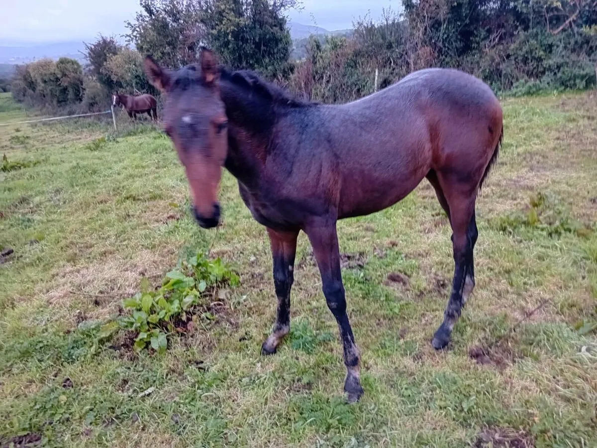 SIR JIM JIM FILLY FOAL FOR SALE - Image 3